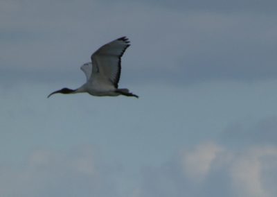 ibis in Frankrijk