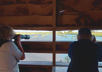 Vogels kijken Atlantische kust