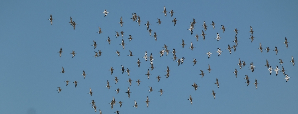 Vogels aan zee in de Vendée